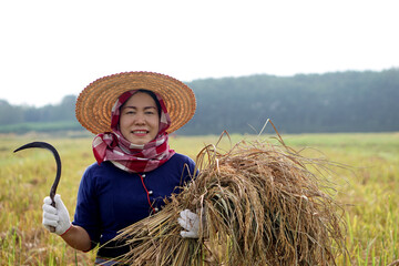 Naklejka na ściany i meble Asian female farmer wear hat, Thai loincloth covered her head , holds sickle to harvest rice plants at paddy field. Concept : Agriculture occupation. National farmer. 