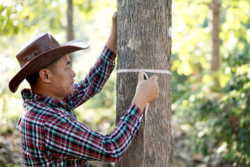 Asian male botanist is measuring trunk of tree to analysis and research about growth of tree....