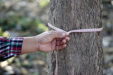 Hand uses measuring tape to measure trunk of tree. Concept :  forest valuation. Conservation of...