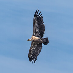 Griffon vulture, Gyps fulvus in Monfrague National Park. Extremadura, Spain