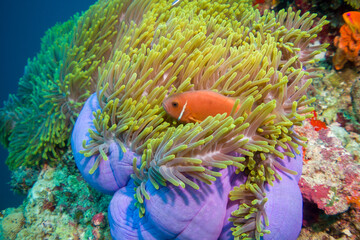 Clown fish (amphiprion nigripes) in the Maldives hiding in anemone coral