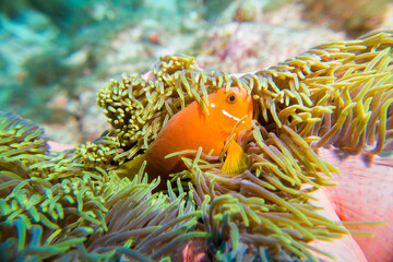 Clown fish (amphiprion nigripes) in the Maldives hiding in anemone coral