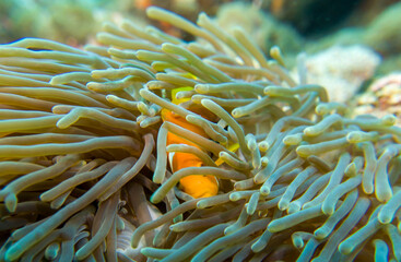 Clown fish (amphiprion nigripes) in the Maldives hiding in anemone coral