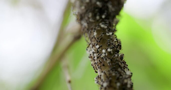 Ant army cluster marching with eggs to a new place with the eggs and larvae to new nest