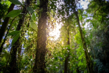 Obraz premium old tree full of moss