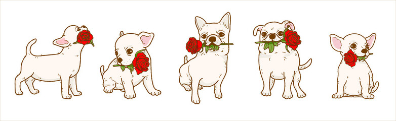 Cartoon chihuahua dog holding red rose flower in mouth, Lovely dog in love on valentines day gives gift illustration - obrazy, fototapety, plakaty