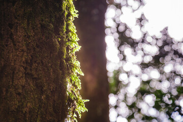 old tree full of moss