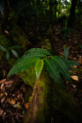 Fern and dry leaves in the forest