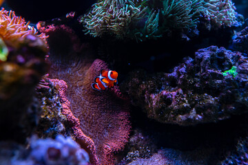 Tropical sea corals and clown fish (Amphiprion percula) in marine aquarium. Copy space for text