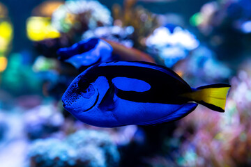 blue tang surgeonfish, popular tropical aquarium pet, exotic fish from the pacific ocean