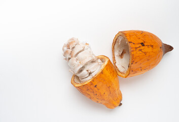 fresh cocoa beans in their pods