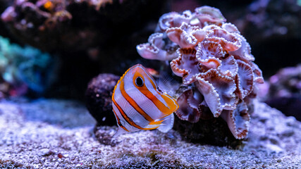 Copperband butterflyfish (Chelmon rostratus). Marine fish, Beautiful fish on the seabed and coral reefs