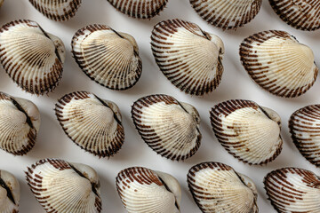 cockle on a white background