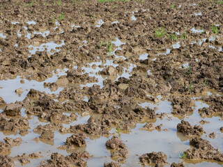 Paddy fields that have been plowed, ready to be planted with rice