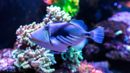 Coral fish WHITE-BANDED TRIGGERFISH (Colored Humu Picasso Triggerfish. Lagoon triggerfish)  in...