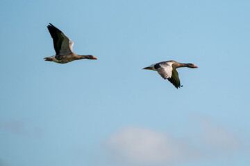 Two detailed Geese flying in a beautiful blue sky. birds flying in the shape of. Animal themes, background, copy-space
