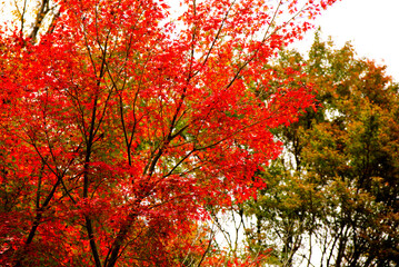 燃えるような赤が美しい紅葉