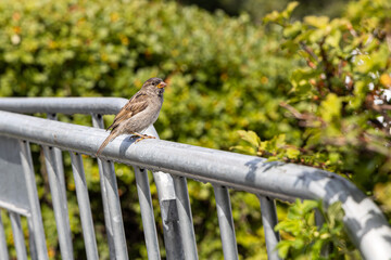 One sparrow is sitting on a gray metal fence in a summer garden