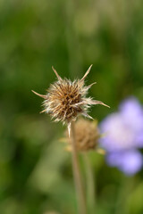 Caucasian pincushion flower