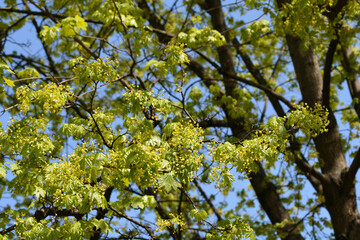 Norway maple