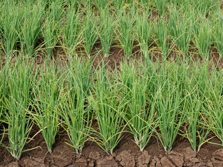 onion plant in garden, vegetables, vegetarian, agriculture