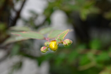St. Johns wort Tricolor