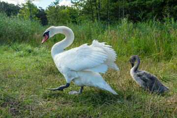 Family of swans.