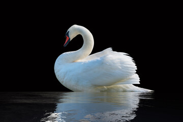 Swan on a black surface.