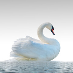 Swan on a white surface.