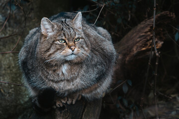 European Wild Cat (Felis silvestris) - obrazy, fototapety, plakaty