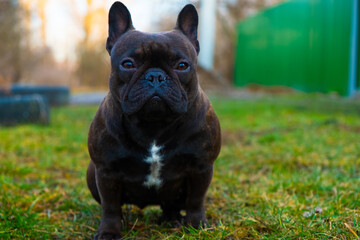 Dog pet French Bulldog black, Close-up portrait