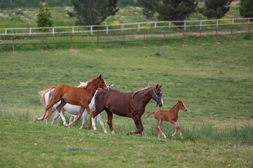 Naklejka na ściany i meble race horses in the meadow