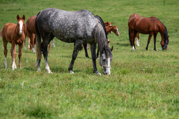 Obraz na płótnie Canvas race horses in the meadow