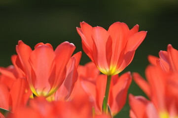 Tulpen