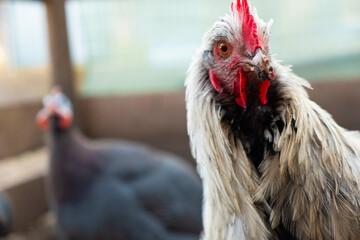 Curious chicken portrait. Home farm concept