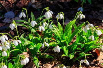 White snowdrop flowers (Galanthus nivalis) in a spring forest