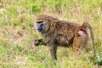 Olive Baboon (Papio anubis) eating flowers in savanna in Serengeti national park, Tanzania