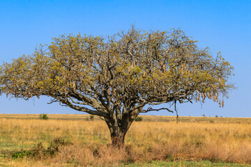 Sausage tree (Kigelia africana) in Serengeti national park, Tanzania