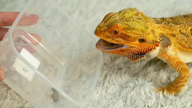 Process of feeding of bearded agama dragon with cockroach at home on carpet, he is eating insects from plastic container. Content of the lizard at home. Animal from Australia. Exotic domestic pet.