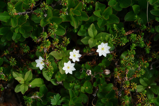 Flora of Kamchatka Peninsula: white flowers of chickweed-wintergreen or arctic starflower (Trientalis europaea var. arctica), top view