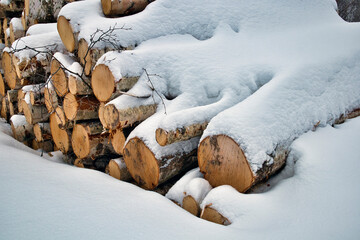 Snow covered birch tree logs in winter