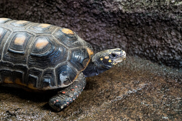 Obraz premium カメの横顔