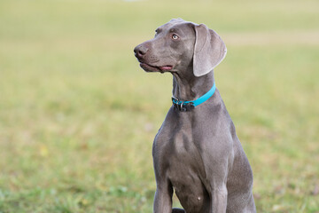 Weimaraner