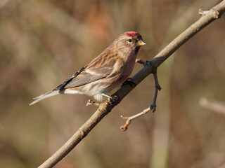 A lesser redpoll (Acanthis cabaret) on a branch at the RSPB Dearne Valley Old Moor, a nature reserve in Barnsley, South Yorkshire.