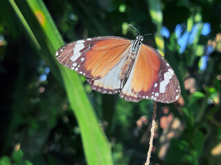 Beautiful butterfly pervaded on leaves