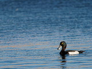 A male tufted duck (Aythya fuligula) on the water at the RSPB Dearne Valley Old Moor, a nature reserve in Barnsley, South Yorkshire.