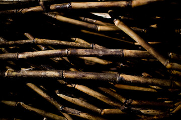 A sugar cane plantation field in Brazil. Agriculture concept