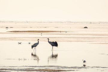 The common crane (Grus grus) at spring time. Ice is melting at seaside of Kalajoki, Finland