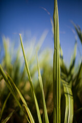 A sugar cane plantation field in Brazil. Agriculture concept