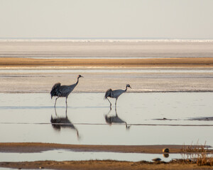 The common crane (Grus grus) at spring time. Ice is melting at seaside of Kalajoki, Finland